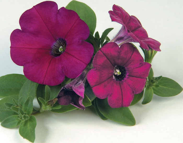 Петуния каскадная Пурпл